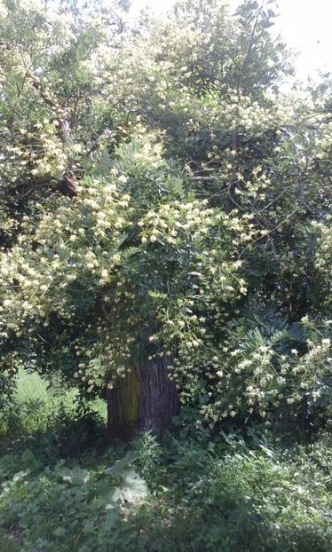 Salcam japonez - Arbori si plante melifere
