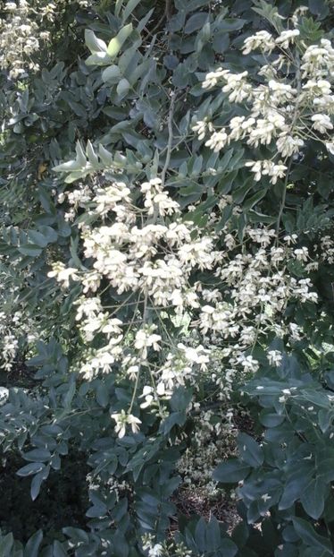 Flori de salcam japonez - Arbori si plante melifere