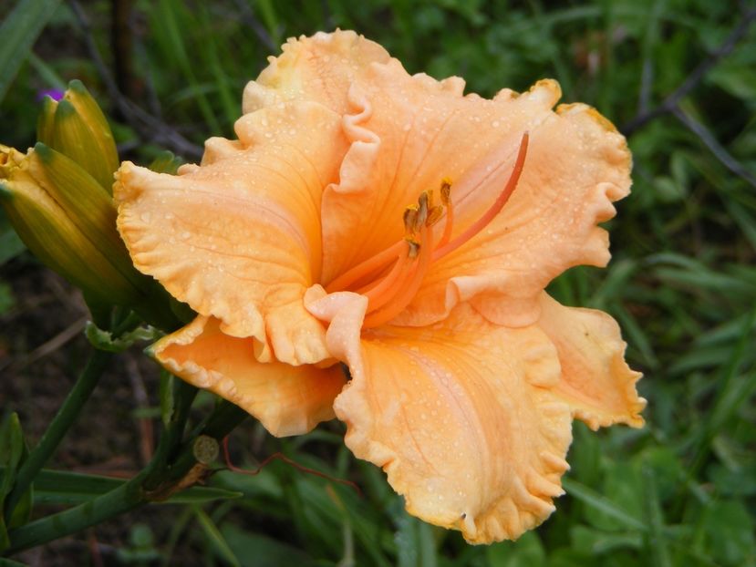 Tangerine Horses - Hemerocallisi