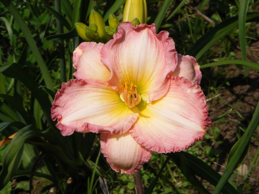 Seal of Aproval - Hemerocallisi