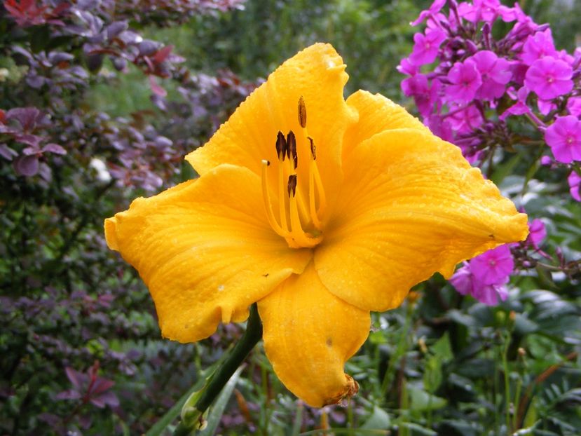 Mary’s Gold - Hemerocallisi