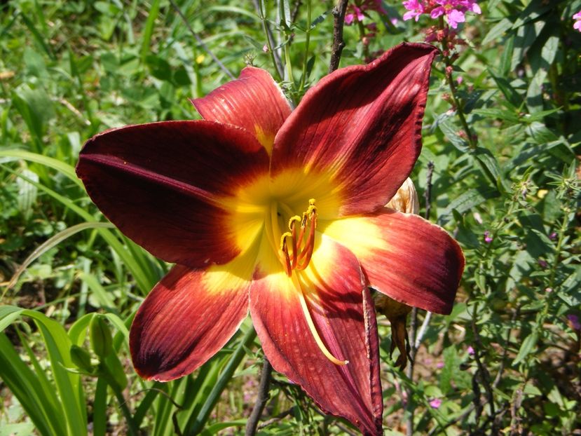 Persian Ruby - Hemerocallisi