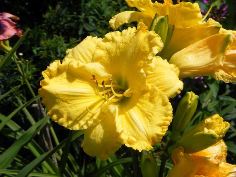 Hello Sunshine - Hemerocallisi