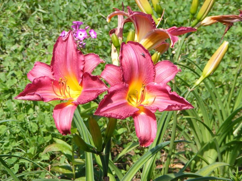 Ash Rosie - Hemerocallisi