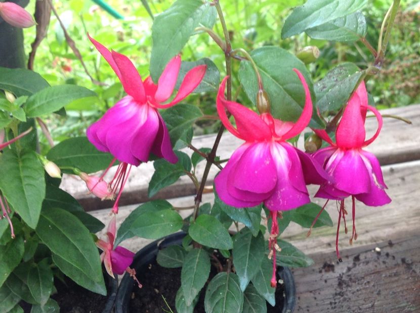  - Fuchsia 2018