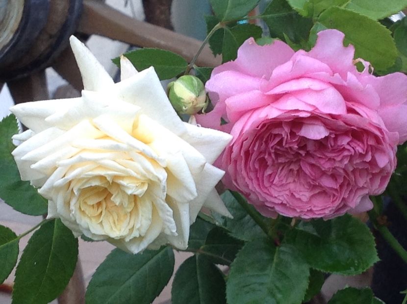  - Ilse Krohn Superior