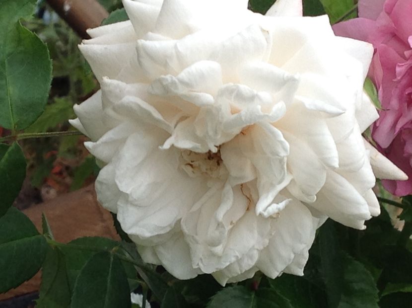  - Ilse Krohn Superior