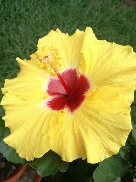  - Hibiscus