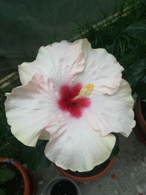  - Hibiscus