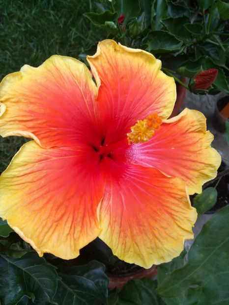  - Hibiscus