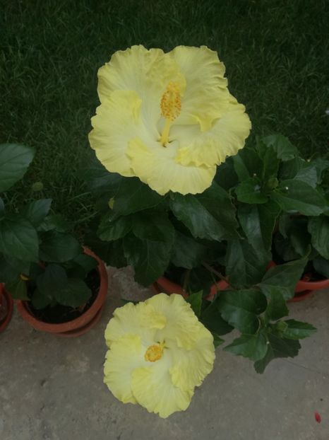  - Hibiscus