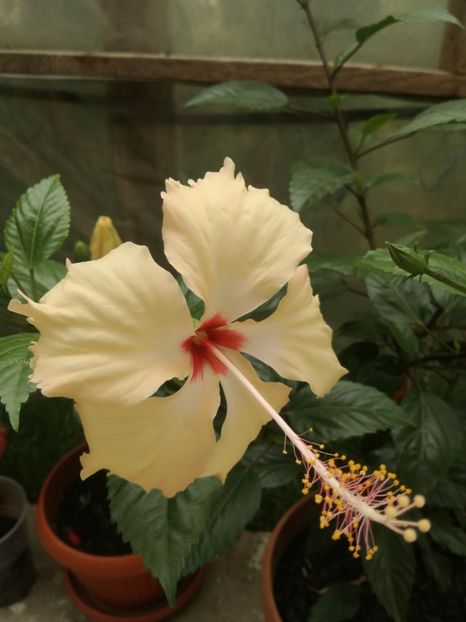  - Hibiscus
