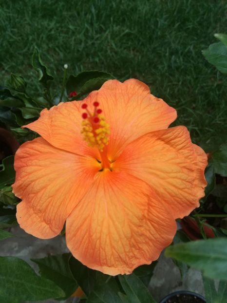  - Hibiscus