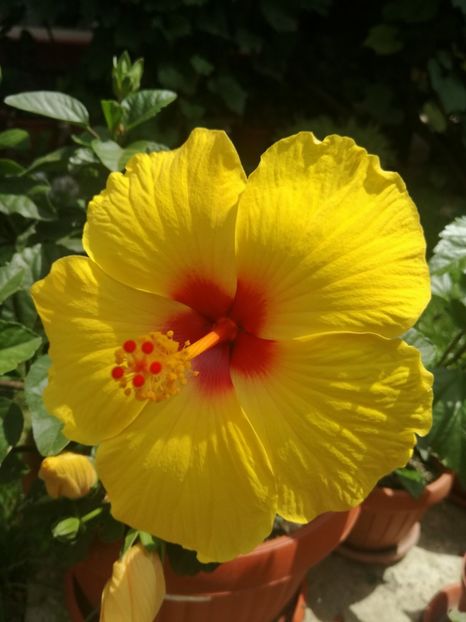  - Hibiscus