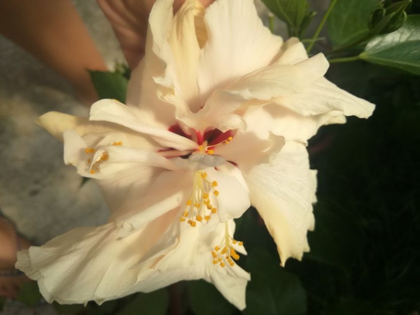  - Hibiscus