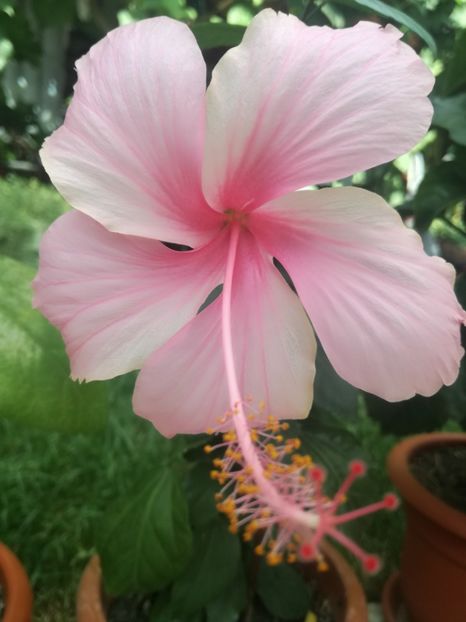  - Hibiscus