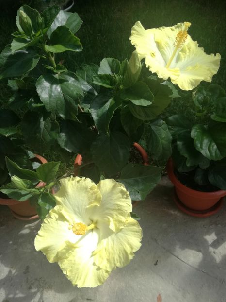  - Hibiscus