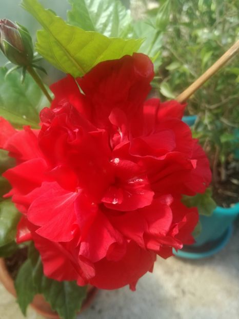  - Hibiscus