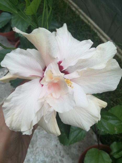  - Hibiscus