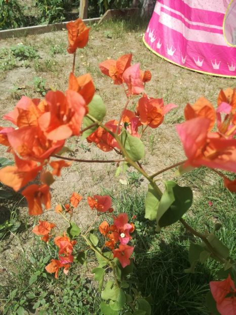  - Plante