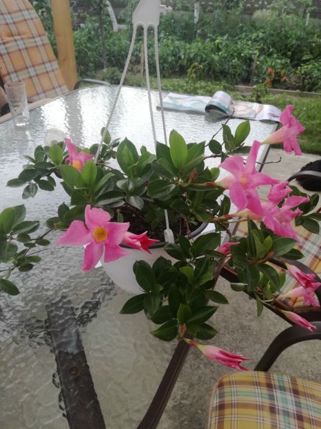  - Plante