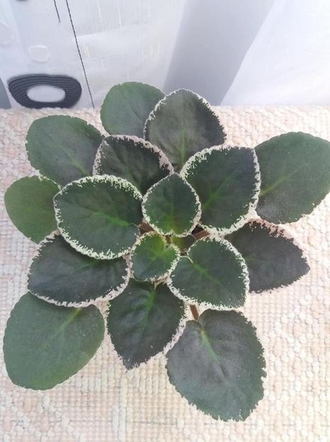 27 iulie - LE Odaliska - LE Sultan s Maid