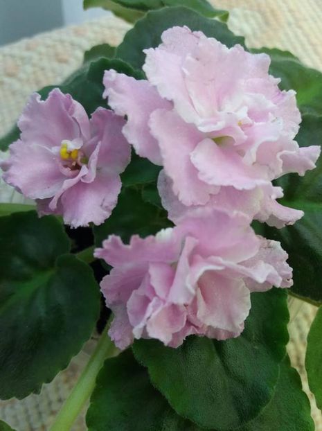 27 iulie - ZZ Pink Panthere -Rozovaya Pantera