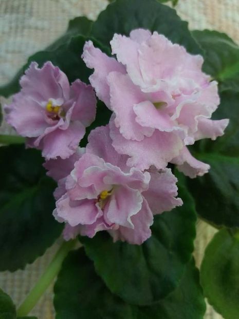 27 iulie - ZZ Pink Panthere -Rozovaya Pantera