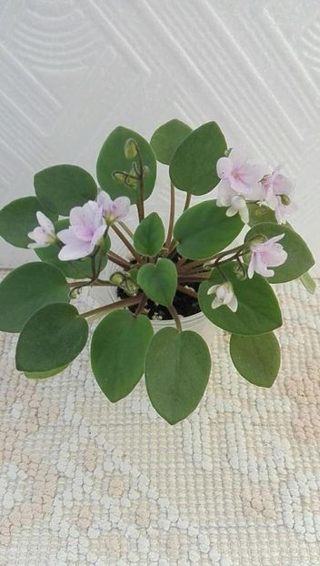 22 iulie - ZZ Rob s Boolaroo