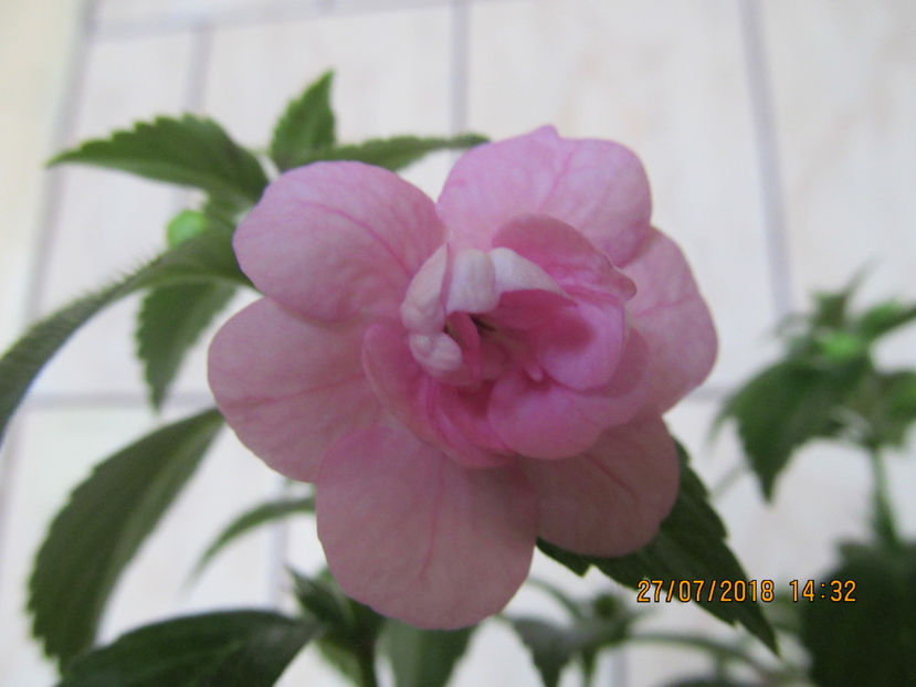  - Double Pink Rose