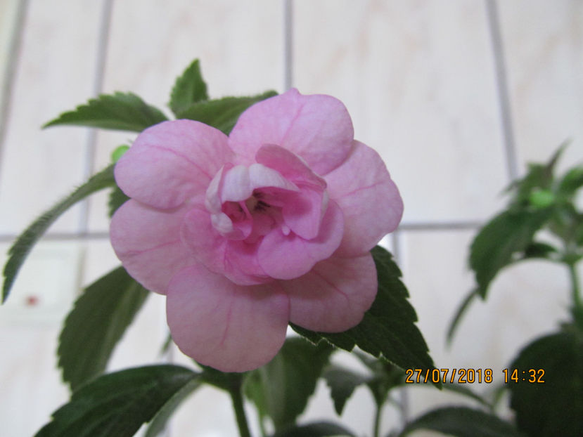  - Double Pink Rose
