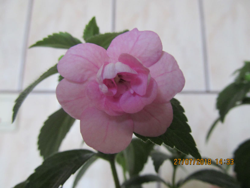  - Double Pink Rose