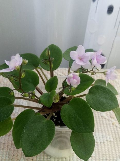 25 iulie - ZZ Rob s Boolaroo