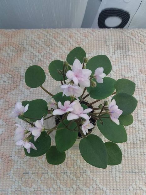 26 iulie - ZZ Rob s Boolaroo