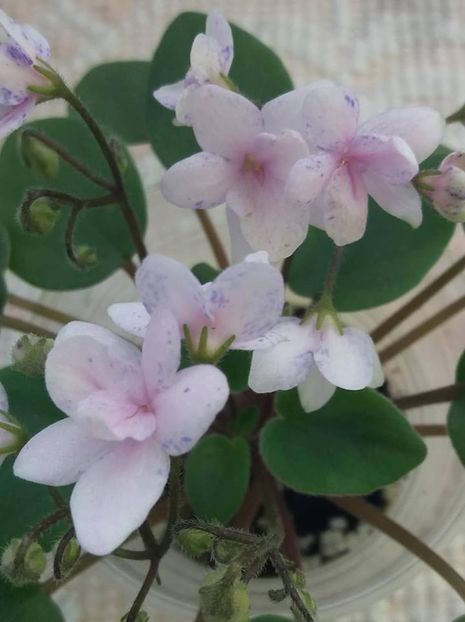 26 iulie - ZZ Rob s Boolaroo