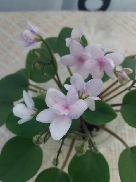 26 iulie - ZZ Rob s Boolaroo