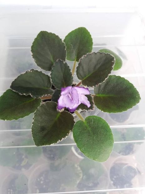 9 iulie - ZZ Buckeye Blushing pui