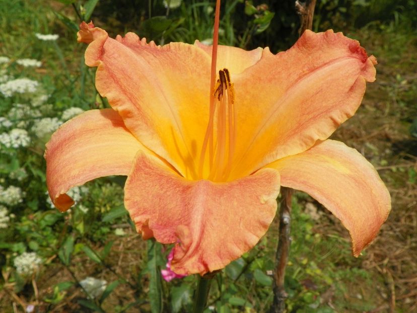 hemerocallis Senegal - Dobarland 2018 3
