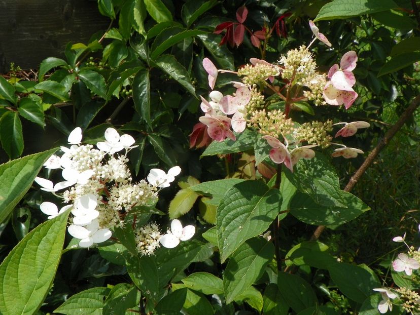 hydrangea paniculata Wim's Red - Dobarland 2018 3