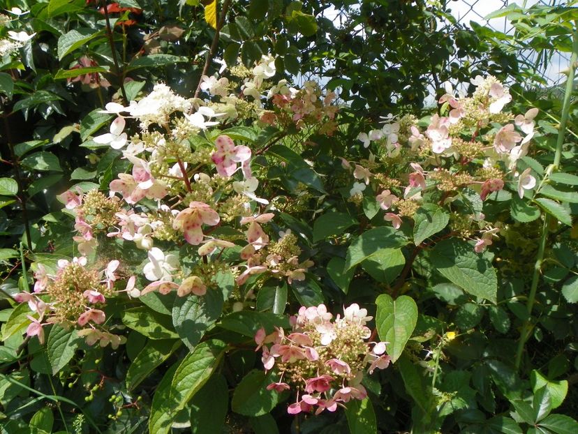 hydrangea paniculata Wim's Red - Dobarland 2018 3