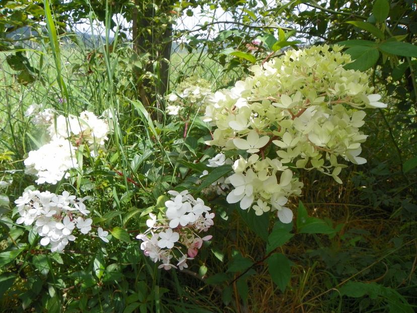 hydrangea paniculata Vanille Fraise - Dobarland 2018 3