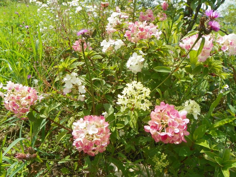 hydrangea paniculata Polar Bear - Dobarland 2018 3