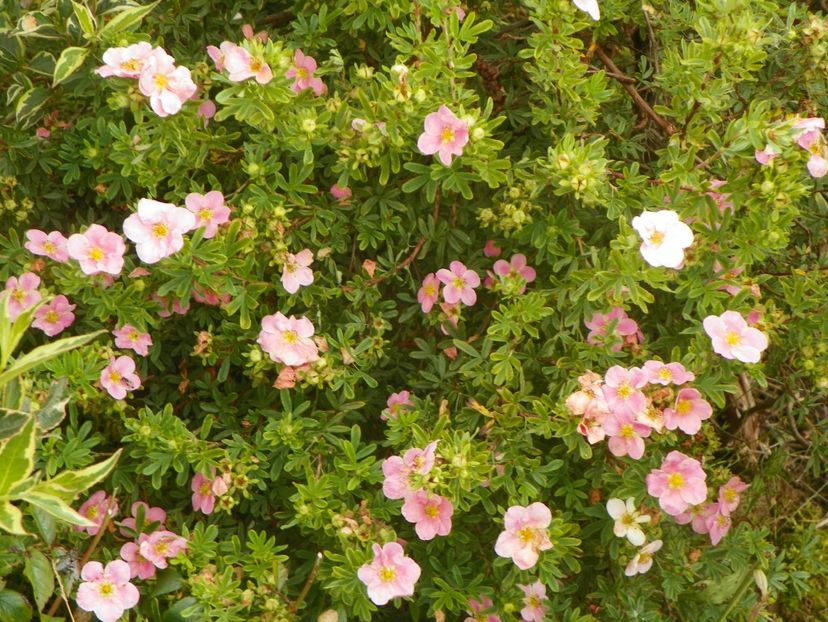 potentilla fruticosa Princess - Dobarland 2018 3
