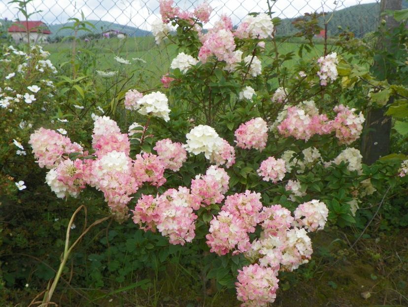 hydrangea paniculata Sundae Fraise - Dobarland 2018 3
