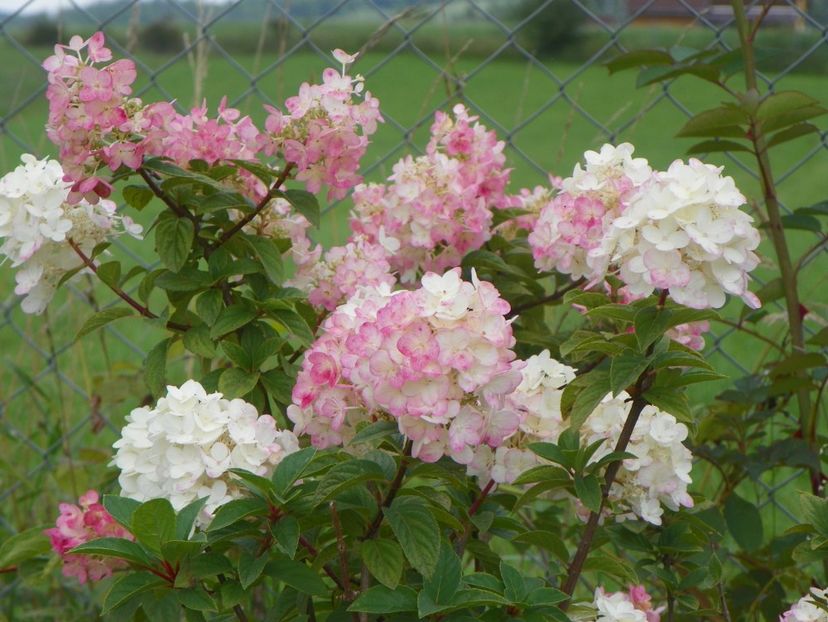 hydrangea paniculata Sundae Fraise - Dobarland 2018 3