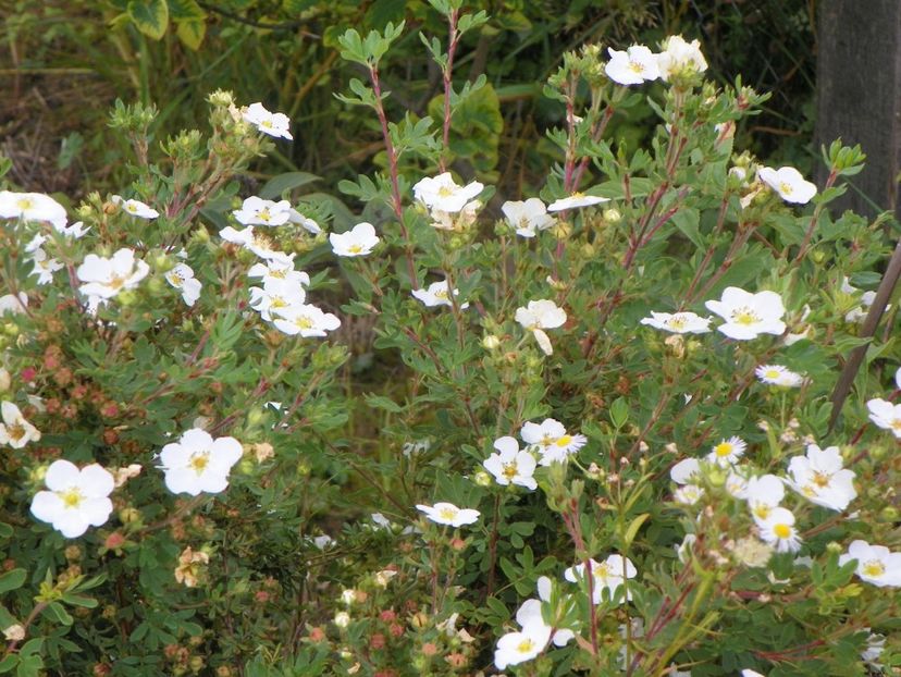 potentilla fruticosa Abbotswood - Dobarland 2018 3