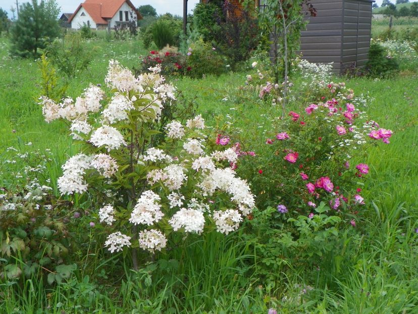 hydrangea paniculata Phantom si Magic Meillandecor - Dobarland 2018 3