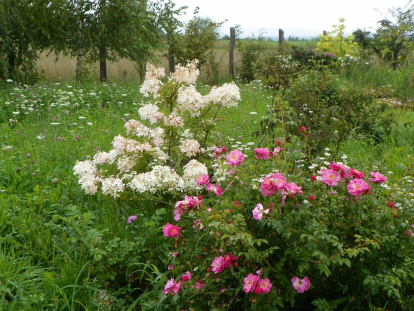 hydrangea paniculata Phantom si Magic Meillandecor - Dobarland 2018 3