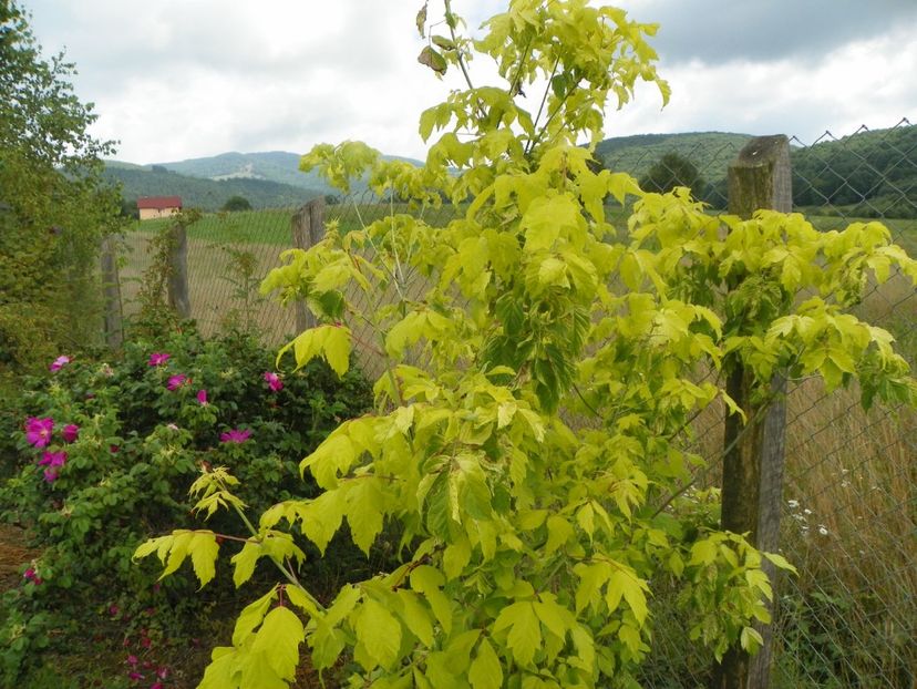 acer negundum Kelly's Gold - Dobarland 2018 3