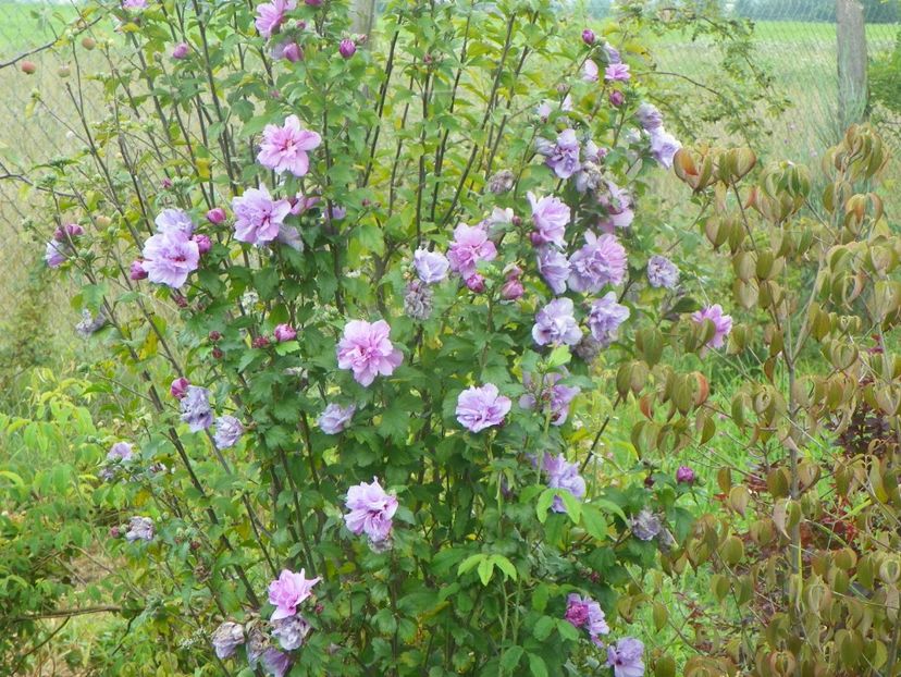 hibiscus syriacus Ardens - Dobarland 2018 3